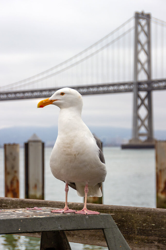 SFO-0009.jpg